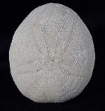 Eupatagus (Oymnopatagus) antillarum (COTTEAU 1875) - Bild &copy; FossNet FossilienStore